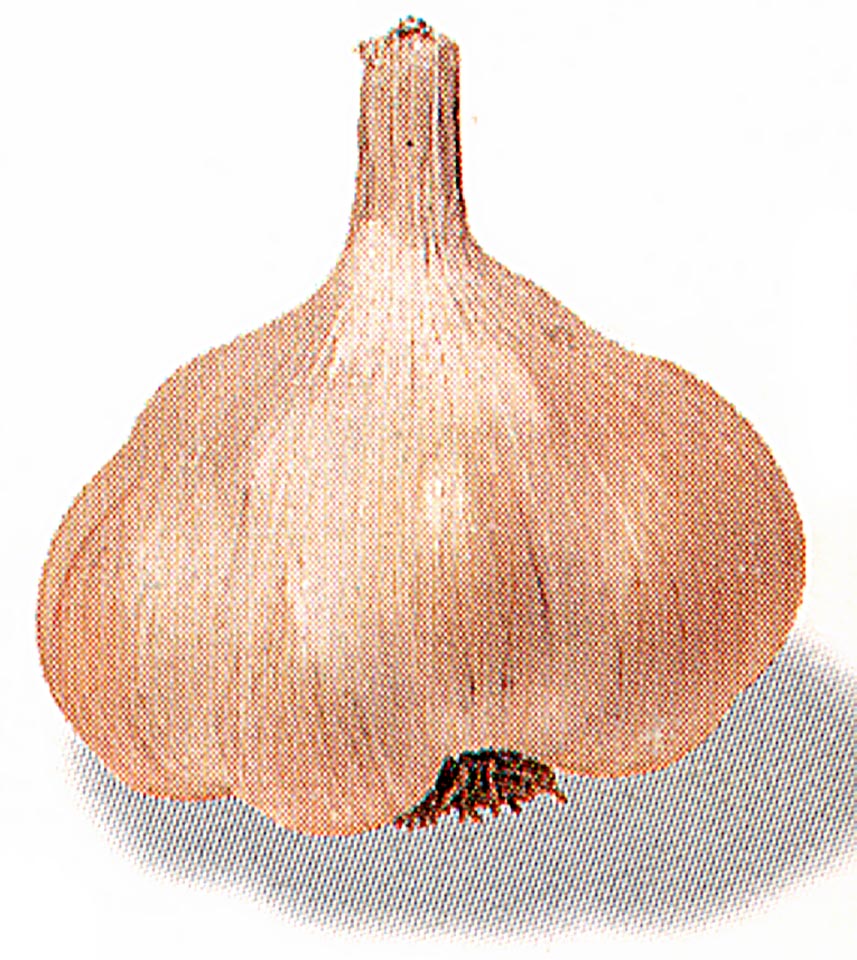 frenchwhite.jpg